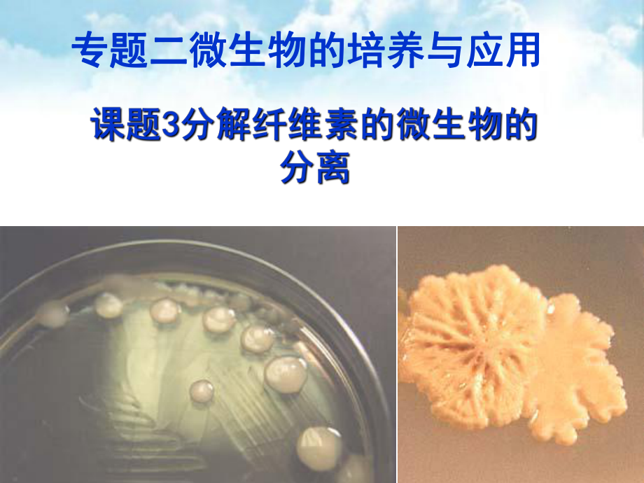 分解纤维素的微生物的分离ppt课件(自制).ppt_第1页