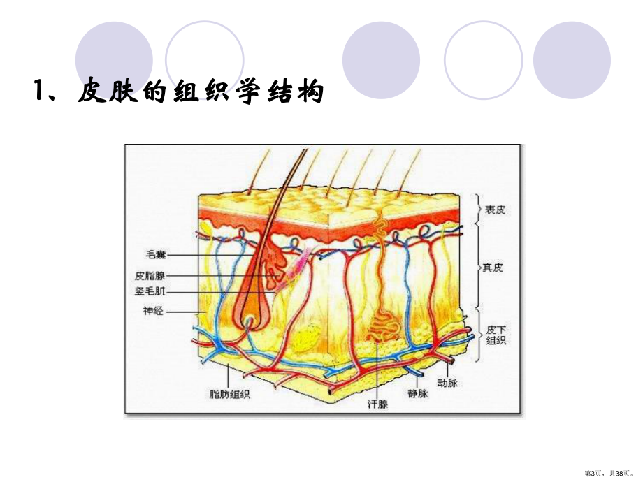 健康与美容课件(PPT 38页).pptx_第3页