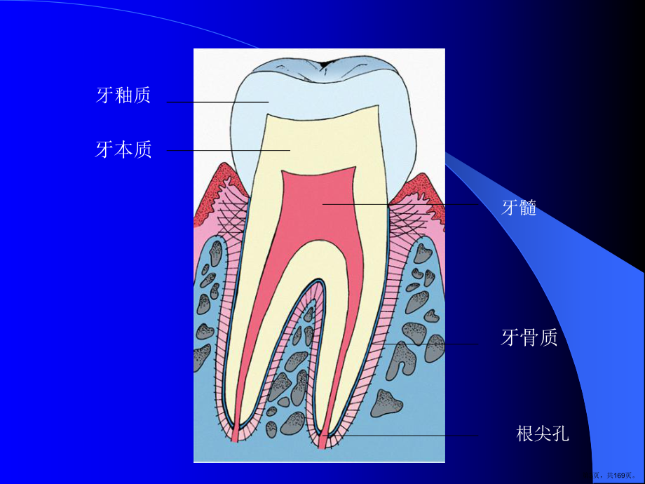 《牙体组织学》PPT课件(PPT 169页).pptx_第3页