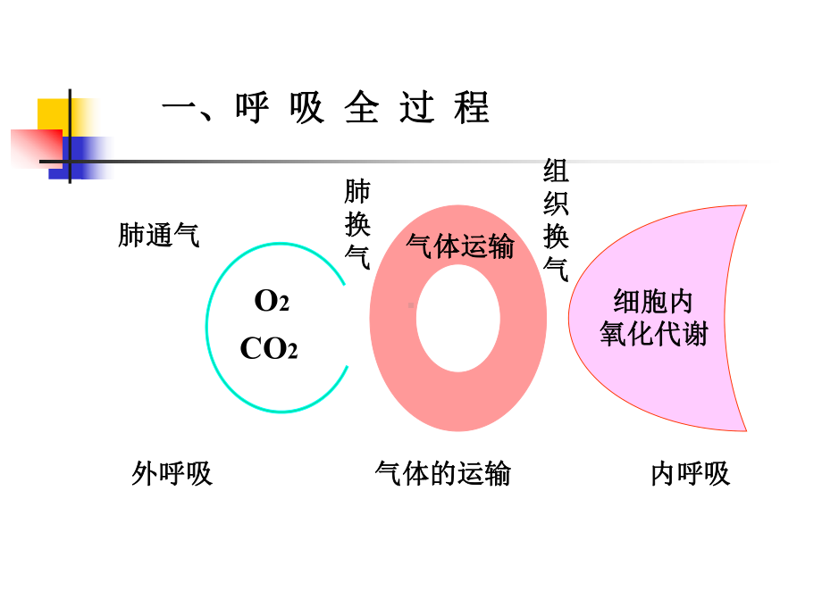 人体解剖生理学-第五章-呼吸系统下-PPT课件.ppt_第2页