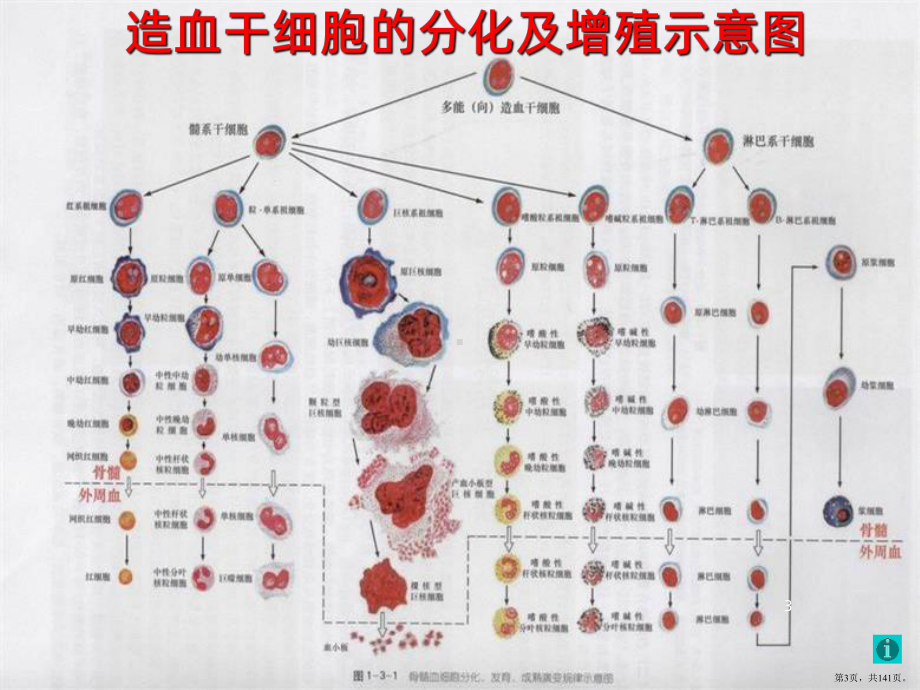 血液系统检查PPT课件(PPT 141页).pptx_第3页