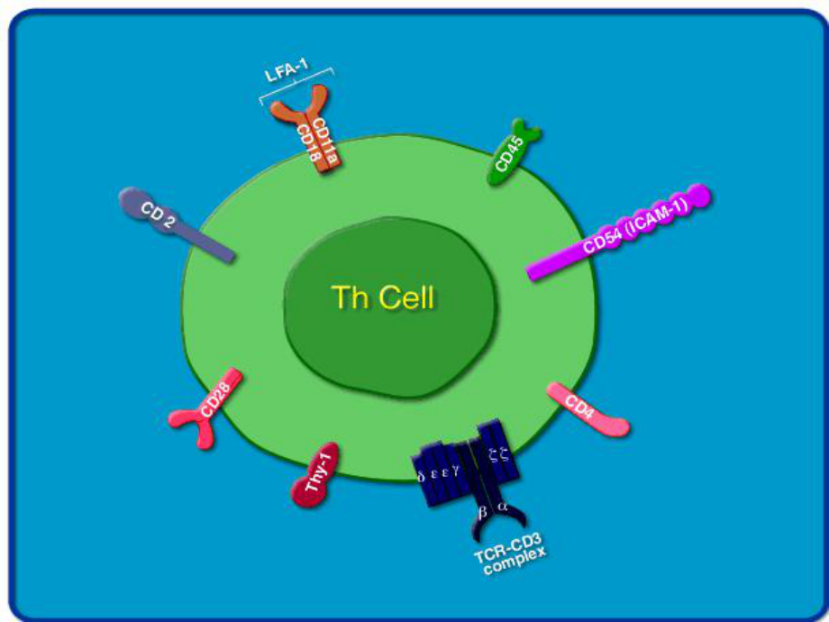 免疫细胞膜膜分子课件.ppt_第2页