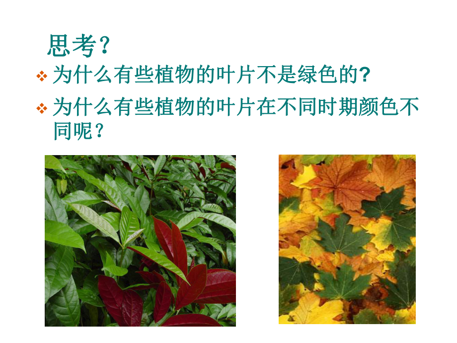 光合作用课件(同名12).ppt_第2页