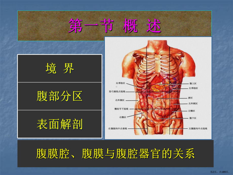 腹部的局部解剖课件(PPT 189页).pptx_第2页