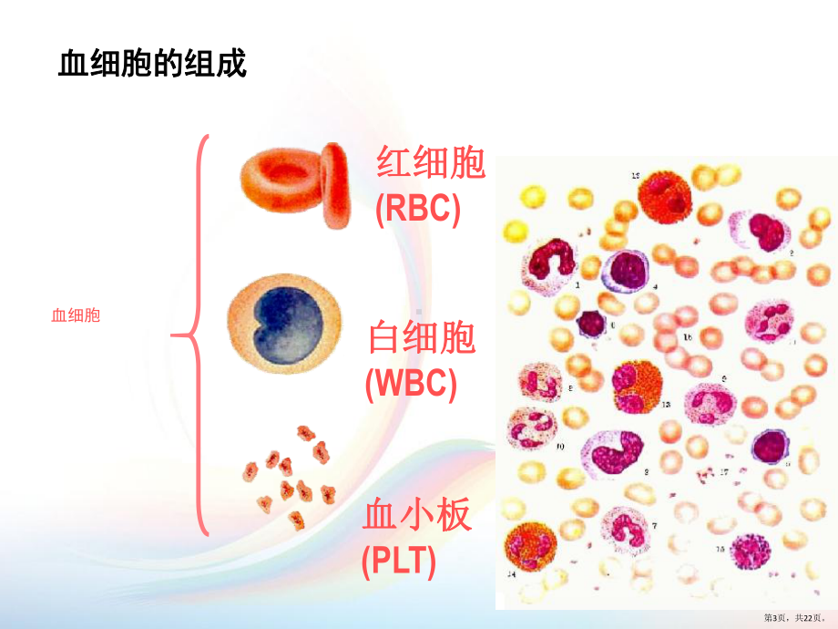 血细胞-红细胞课件(PPT 22页).pptx_第3页