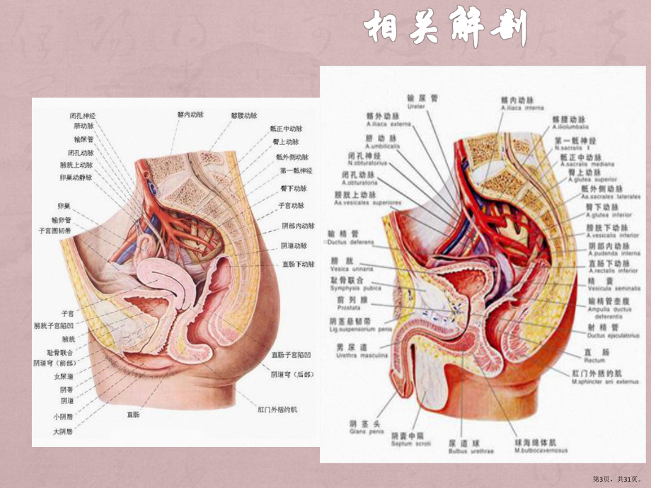 直肠癌手术配合课件(PPT 31页).pptx_第3页