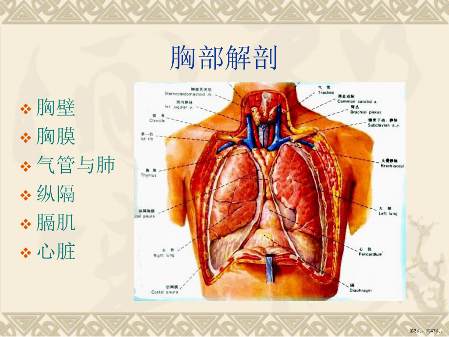 胸部创伤PPT课件(PPT 47页).pptx_第3页