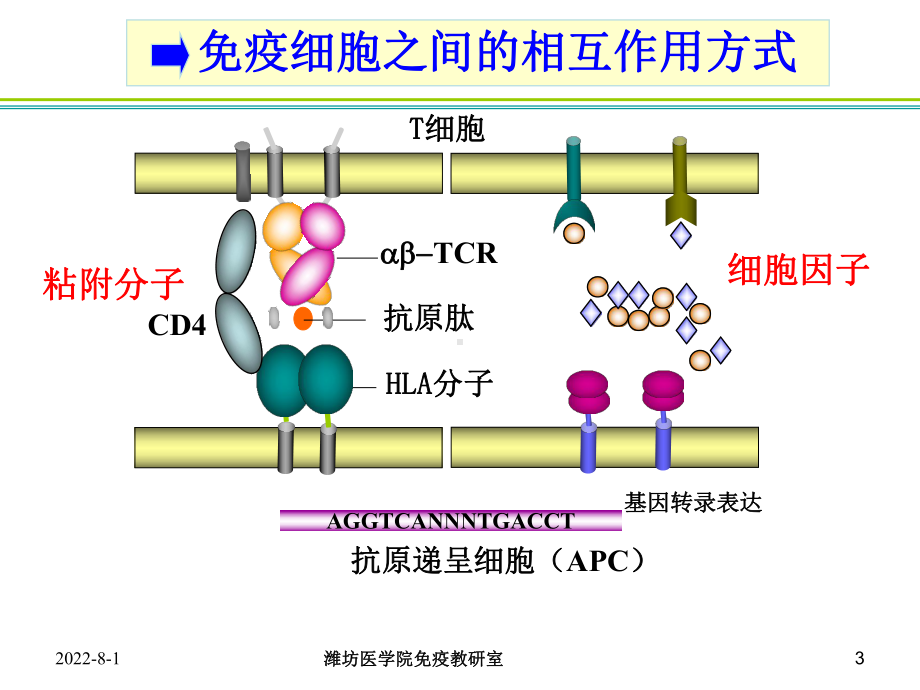 免疫学细胞因子课件.ppt_第3页