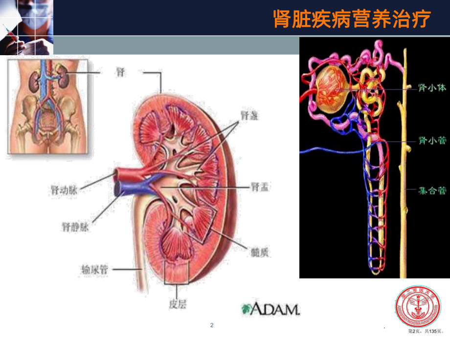 肾脏疾病营养治疗PPT课件(PPT 135页).pptx_第2页