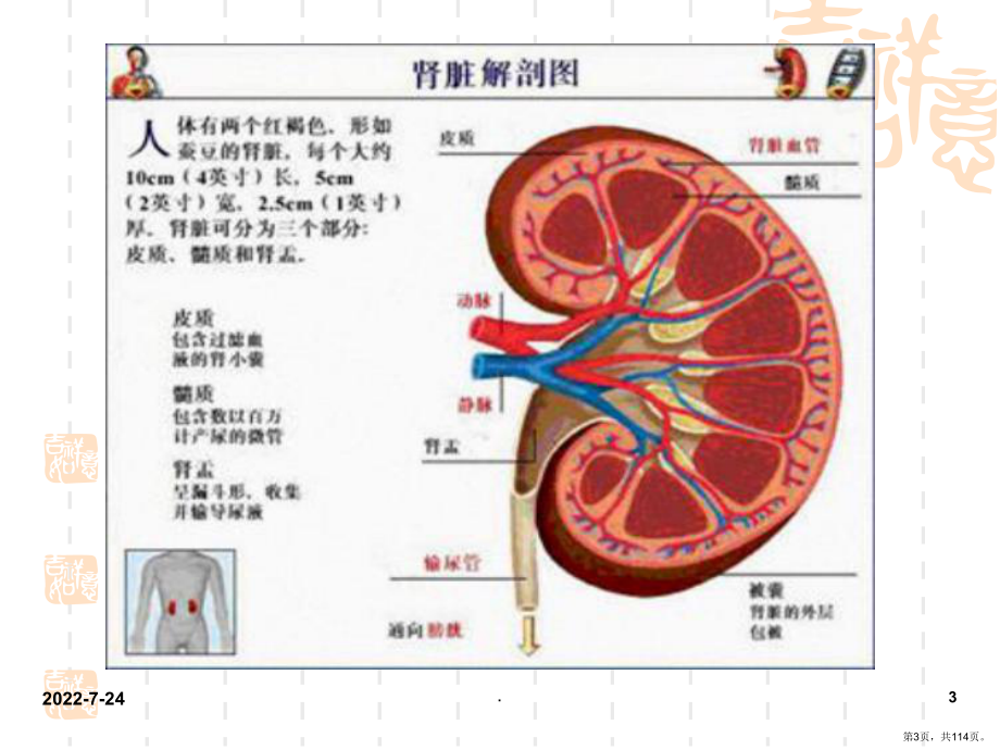 肾病综合征(教学修改版)(课堂PPT)课件(PPT 114页).pptx_第3页