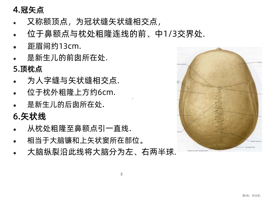 神经外科手术入路设计头皮颅骨解剖知识（最终版）PPT课件(PPT 52页).pptx_第3页