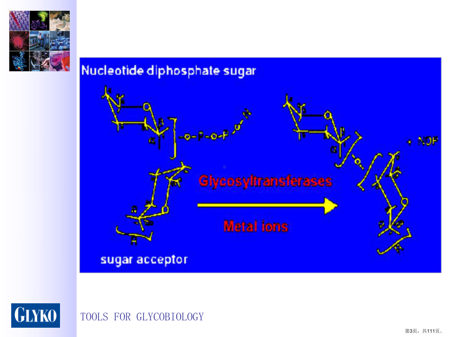 糖基转移酶和糖苷酶课件(PPT 111页).pptx_第3页