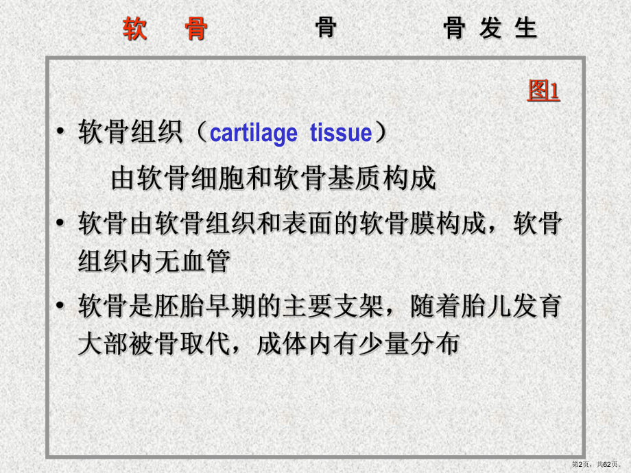 组织学与胚胎学之软骨与骨课件(PPT 62页).pptx_第2页