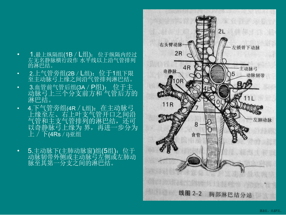 胸部淋巴结分区及临床应用课件(PPT 37页).pptx_第3页