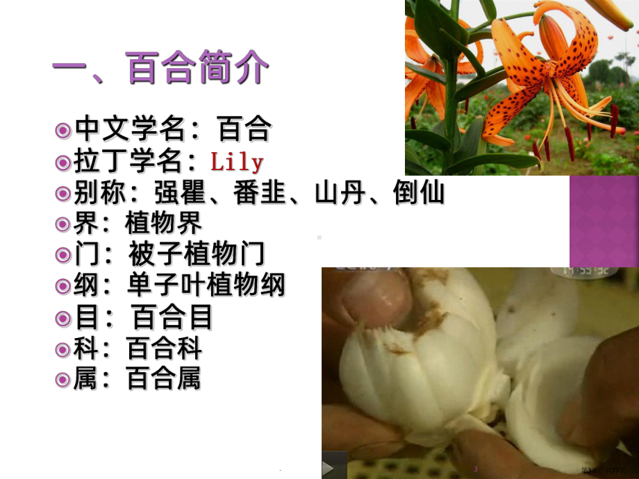 百合栽培技术PPT课件(PPT 77页).pptx_第3页