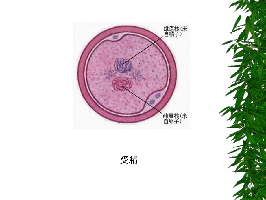 胚胎学人胚早期发生ppt课件(PPT 129页).pptx_第3页