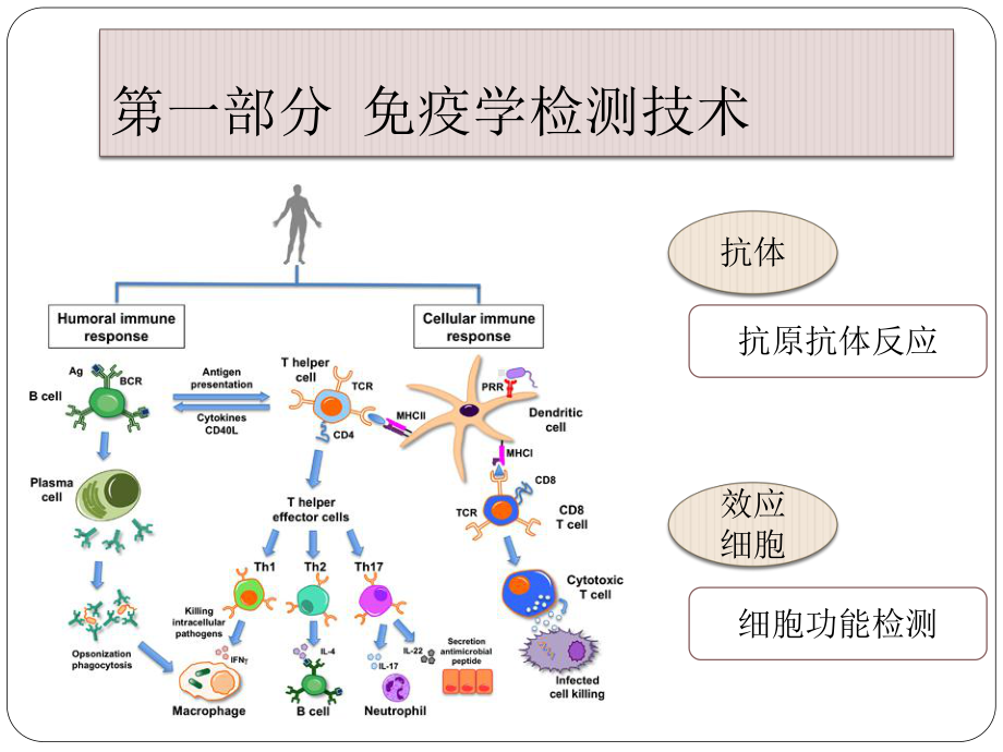 免疫学检测与防治-医学免疫学课件.pptx_第2页