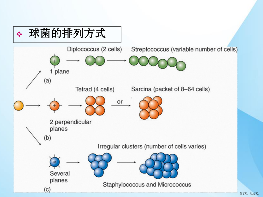 葡萄球菌属课件(PPT 32页).pptx_第2页