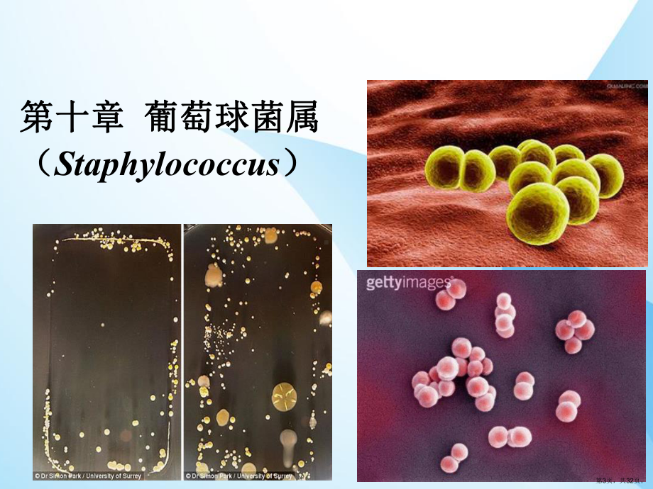 葡萄球菌属课件(PPT 32页).pptx_第3页