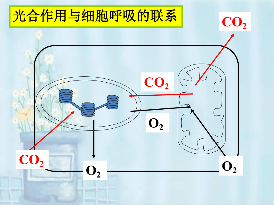 光合作用和呼吸作用专题-O2和CO2解读课件.ppt_第3页