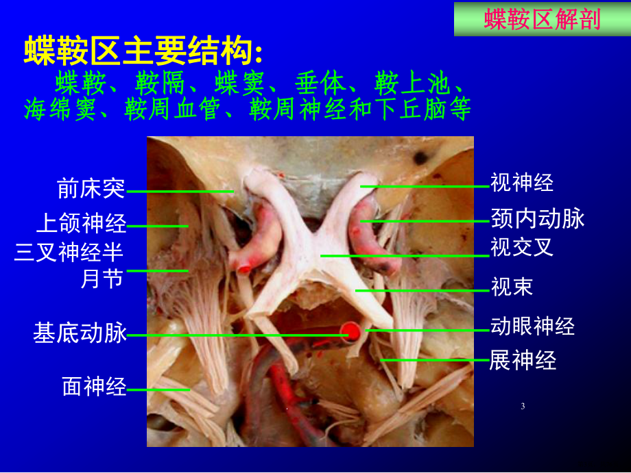 蝶鞍区断层解剖与影像对照PPT医学课件(PPT 76页).pptx_第3页