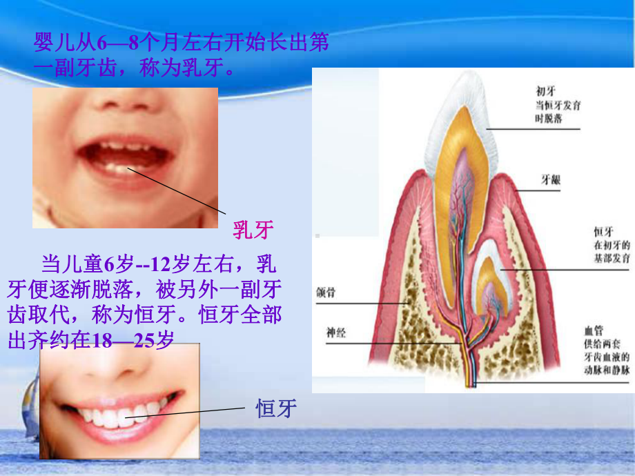 儿童的牙齿ppt课件.ppt_第3页