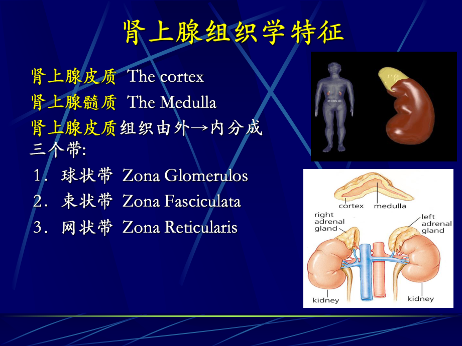 儿童时期糖尿病课件.ppt_第3页