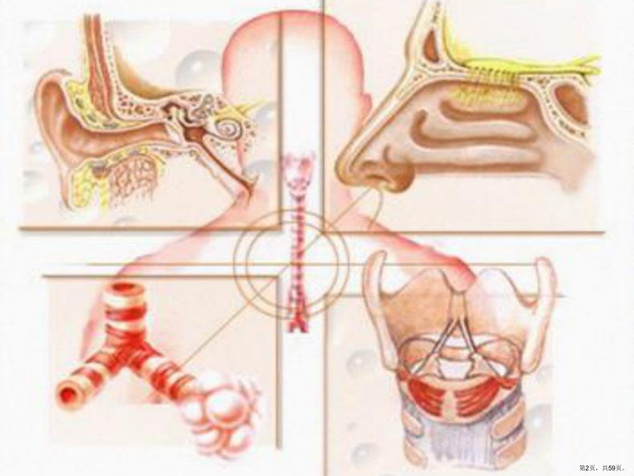 耳鼻咽喉解剖生理PPT课件(PPT 59页).pptx_第2页