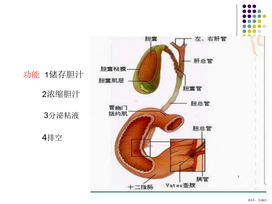 腹腔镜下保胆取石PPT参考幻灯片课件(PPT 39页).pptx_第3页