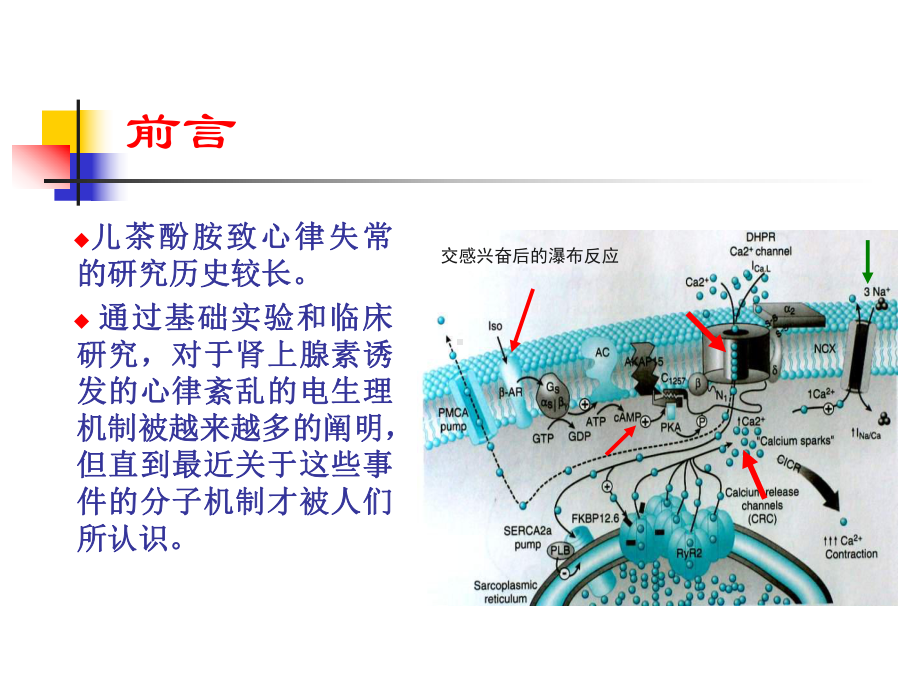 儿茶酚胺敏室速概念与特征教学课件.ppt_第2页