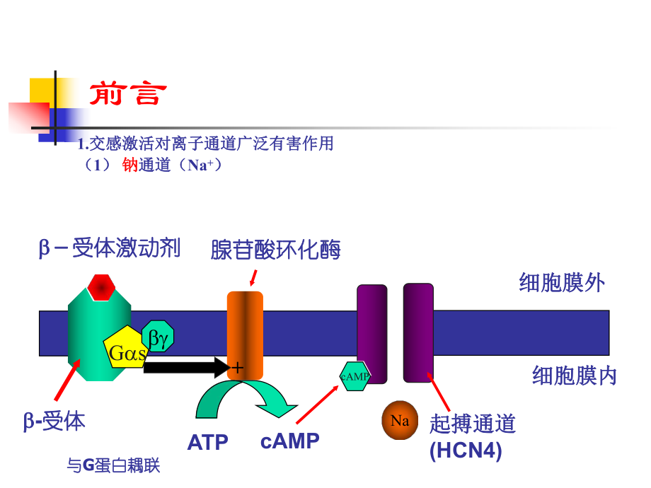 儿茶酚胺敏室速概念与特征教学课件.ppt_第3页