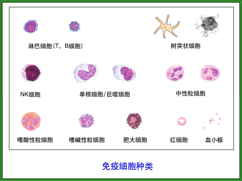 免疫细胞的分离及其表面标志检测技术课件.ppt_第3页