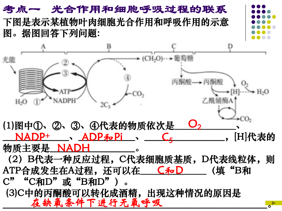 光合作用和细胞呼吸专题复习课件.ppt_第2页