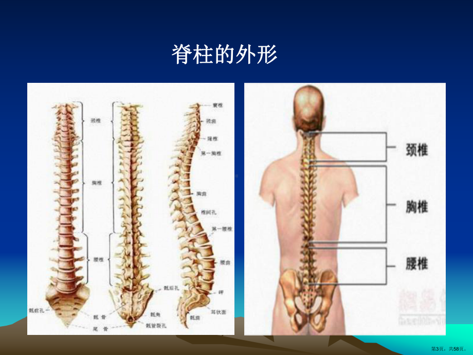 脊柱骨折诊疗及进展j课件(PPT 58页).pptx_第3页