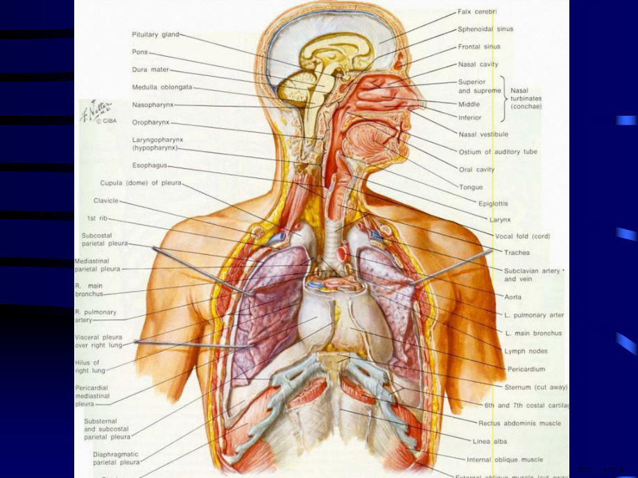 胸部诊断学讲课幻灯课件(PPT 131页).pptx_第3页