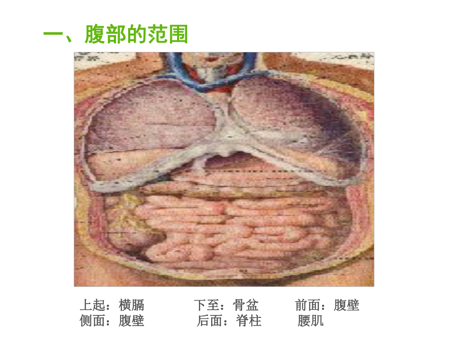 健康评估腹部课件.ppt_第3页