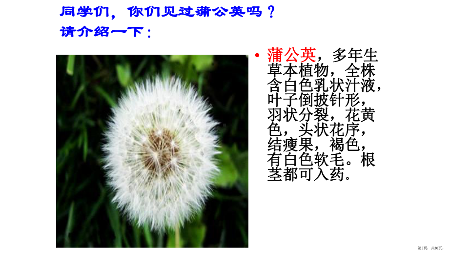 部编版三年级上册语文 16 金色的草地2课件(PPT 30页).pptx_第3页