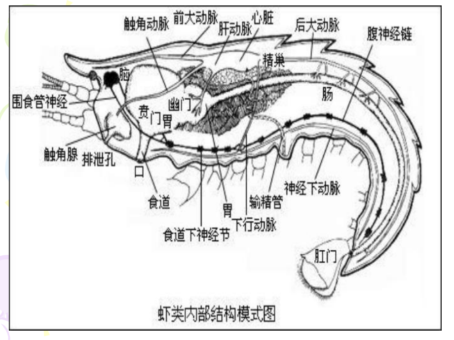 动物的循环系统讲解课件.ppt_第3页