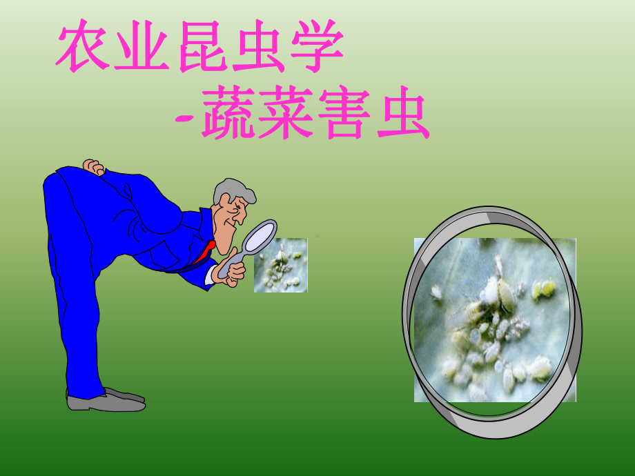 农业昆虫学-蔬菜害虫课件.ppt_第1页