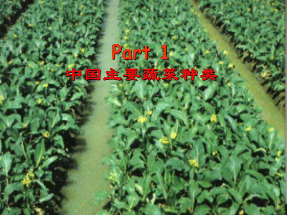 农业昆虫学-蔬菜害虫课件.ppt_第3页