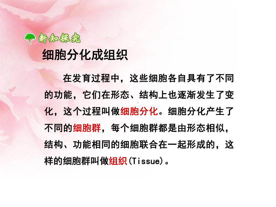 动植物体的结构层次详解课件.ppt_第3页