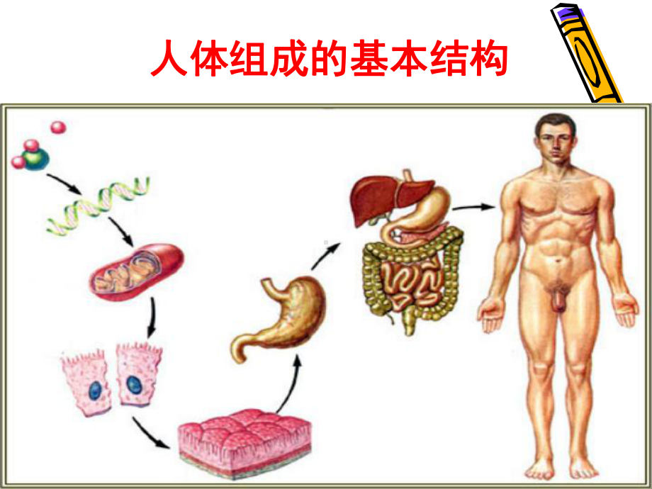 公共营养师基础知识第二章医学基础课件.ppt_第3页