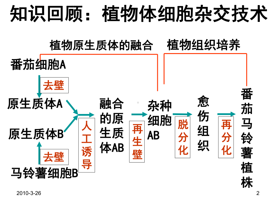 公开课-动物细胞融合与单克隆抗体-一等奖-完整PPT课件.ppt_第2页