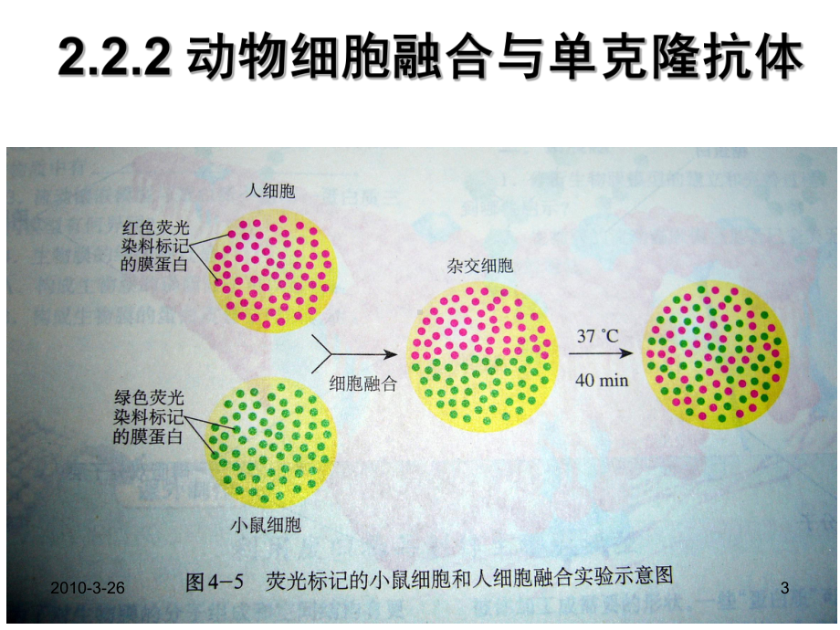 公开课-动物细胞融合与单克隆抗体-一等奖-完整PPT课件.ppt_第3页