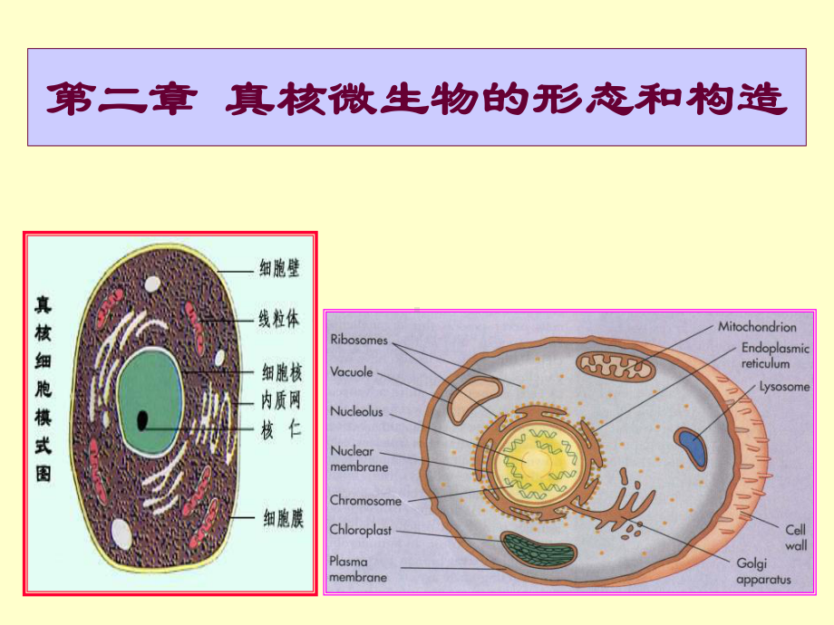 农业微生物学课件.ppt_第1页