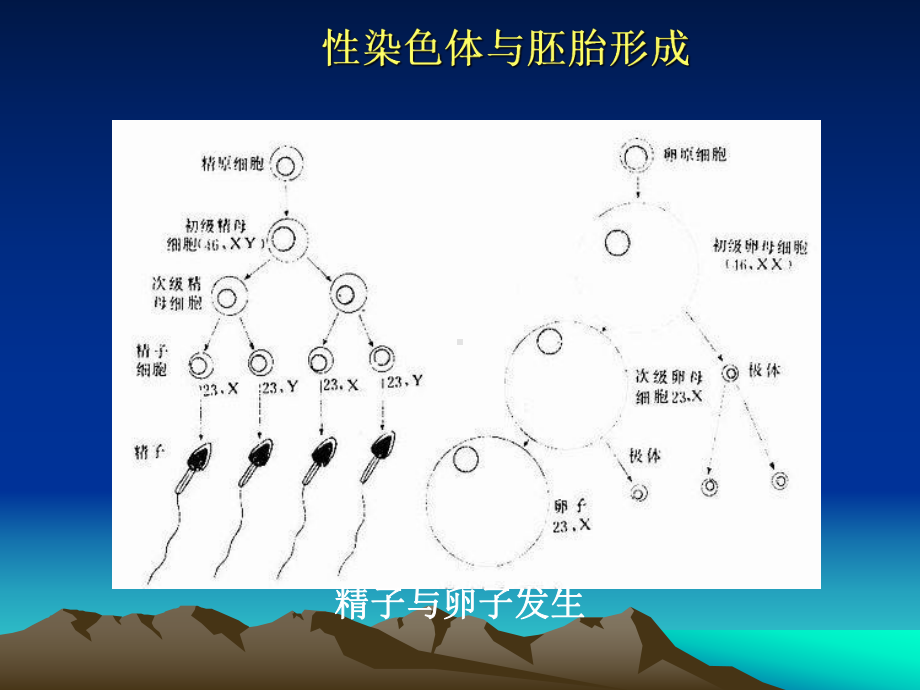 出生缺陷与优生课件.ppt_第3页