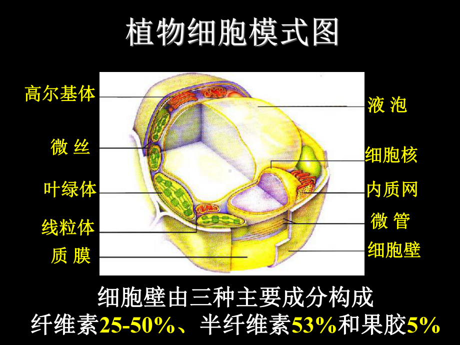 原生质体的分离A课件.ppt_第2页