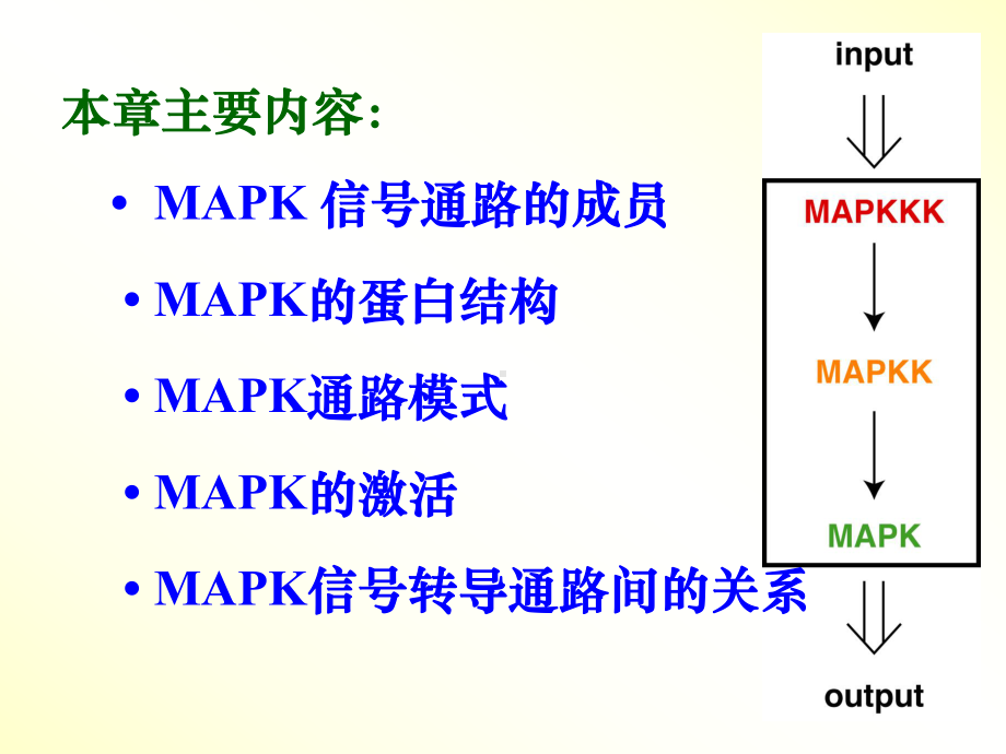 医学课件丝裂原活化蛋白激酶.ppt_第3页