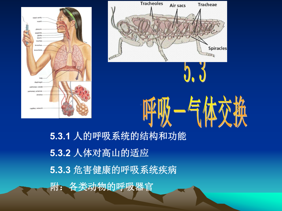 动物的循环呼吸淋巴和免疫课件.ppt_第1页