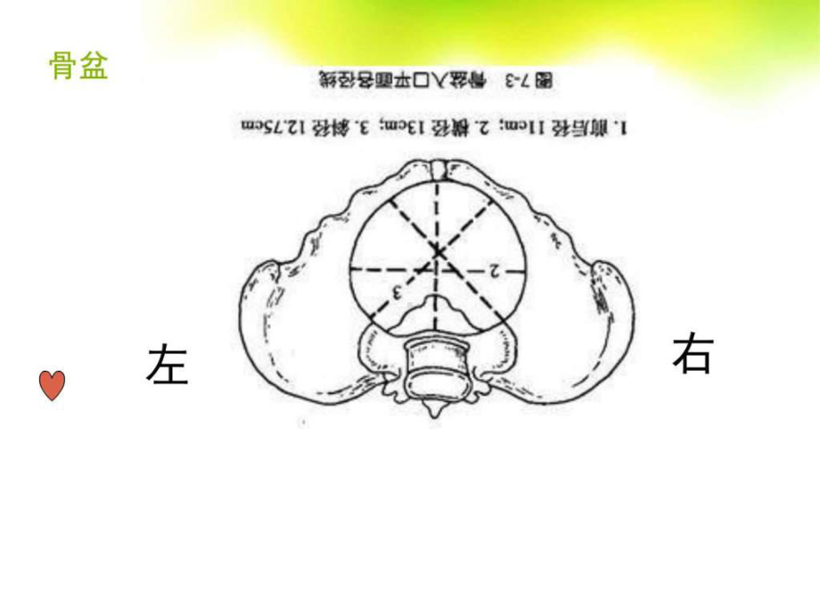 分娩机转-图文.ppt课件.ppt_第2页